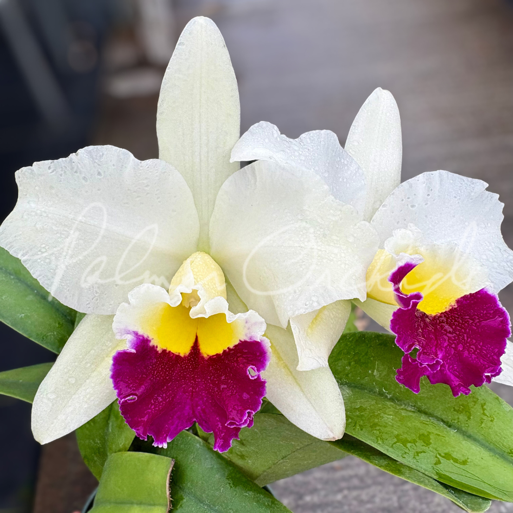 Rth. Hawaii Island Mint — Palmer Orchids